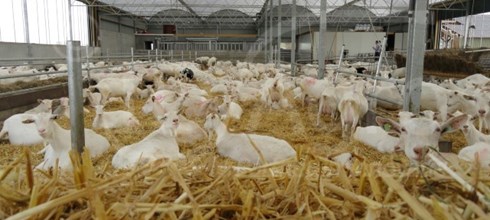Bâtiment Multi-Dôme realisé pour chèvres laitières